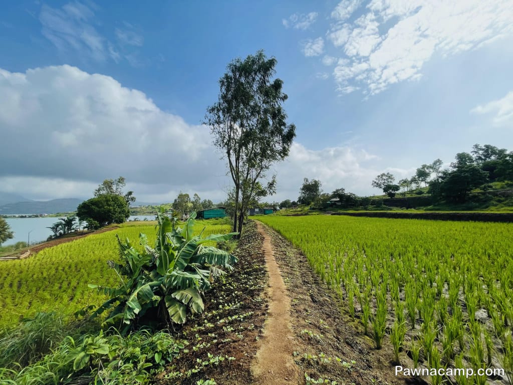 A pathway winding through lush green rice fields with trees and clouds in the background near Pawna Lake.