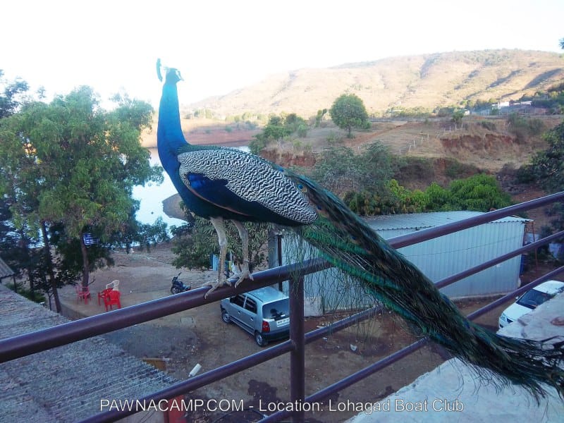 A peacock perched on a railing with its colorful feathers displayed prominently near a body of water.