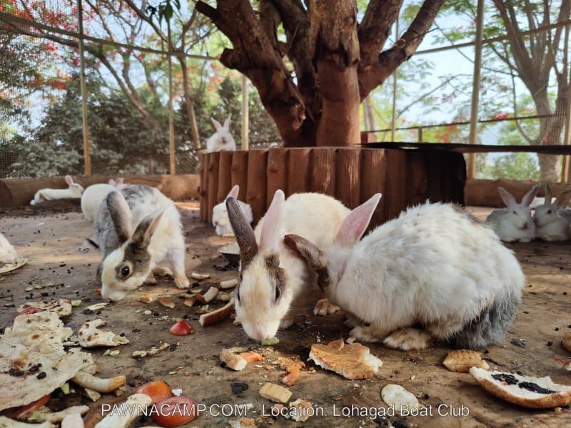 Several rabbits, primarily white with gray markings, feeding on scraps in an enclosed area with a tree.