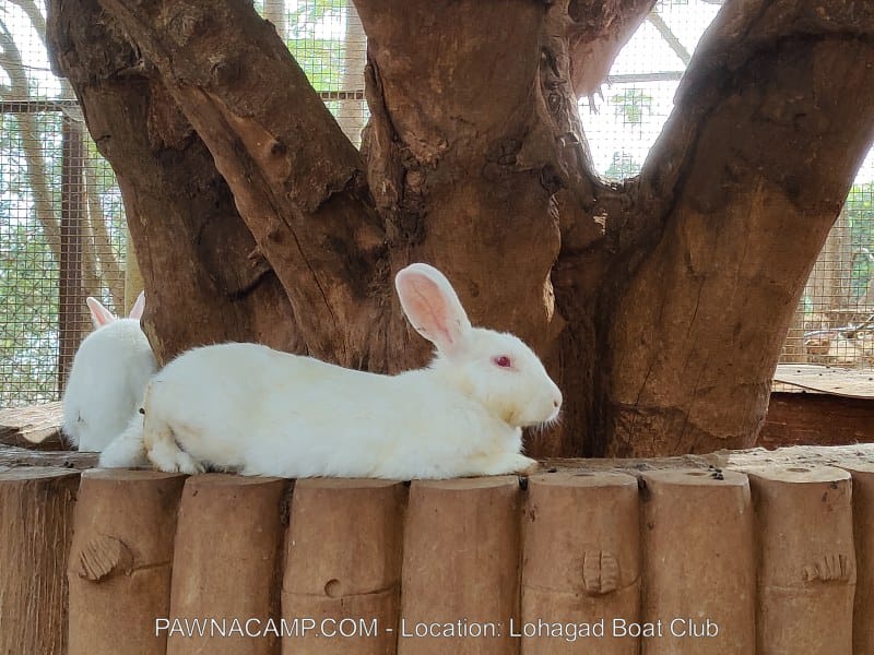 A white rabbit with pink eyes resting on a wooden log near a tree at Lohagad Boat Club.