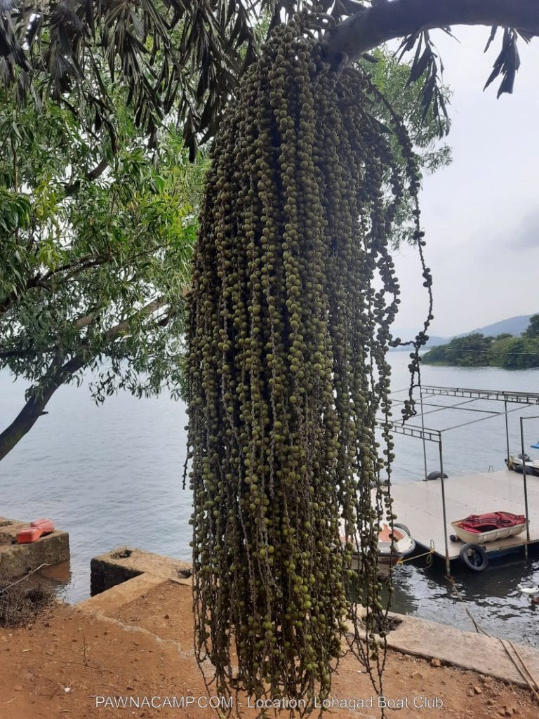 A long cluster of green fruits hanging from a tree branch near a lake, with water in the background.