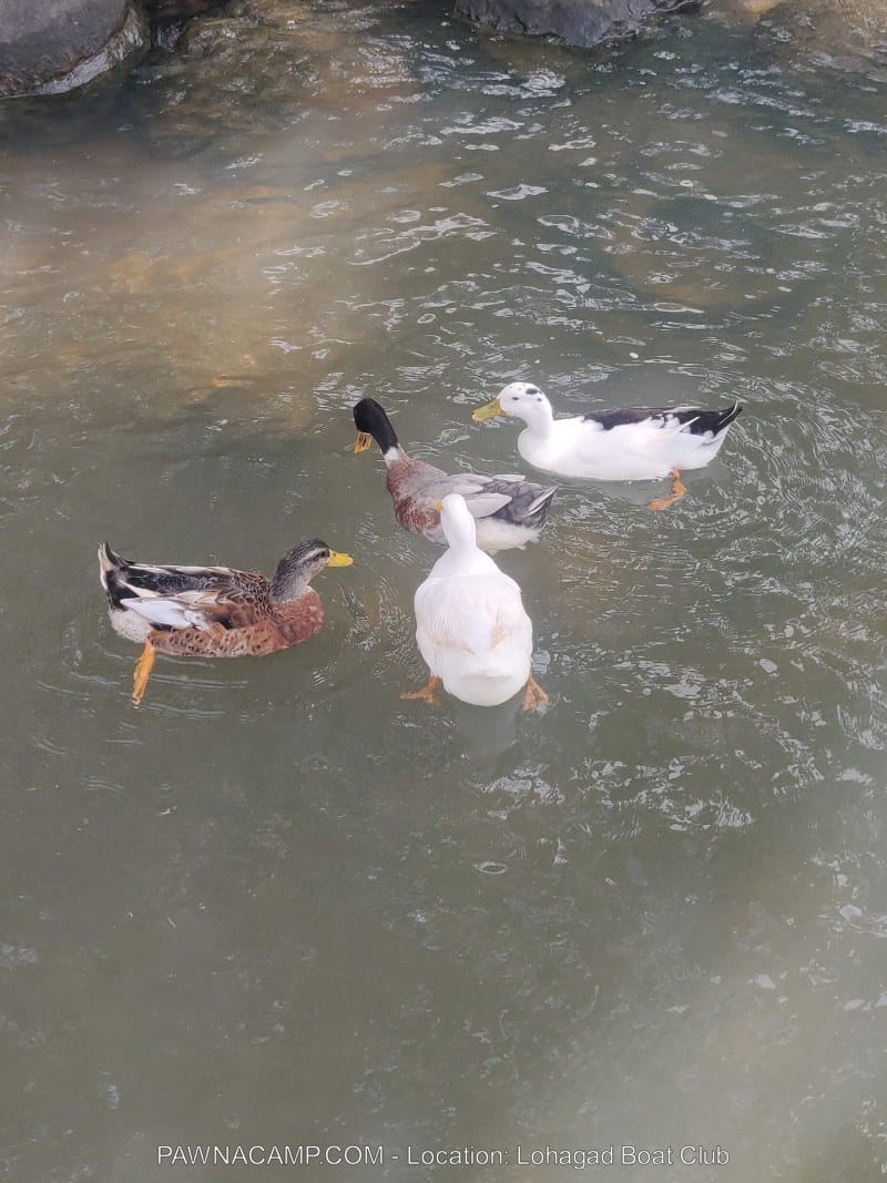 Four ducks swimming in calm water, including a mix of colors and breeds, with some having white and brown feathers.